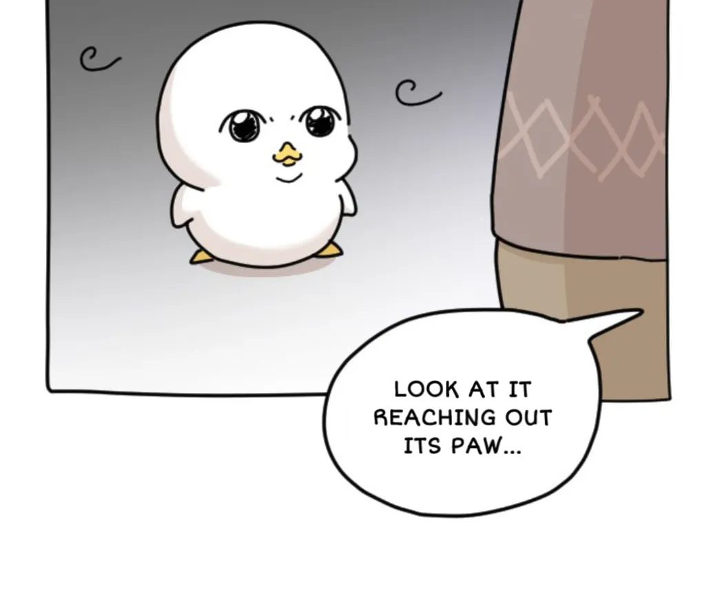 Ducks Are the Best!