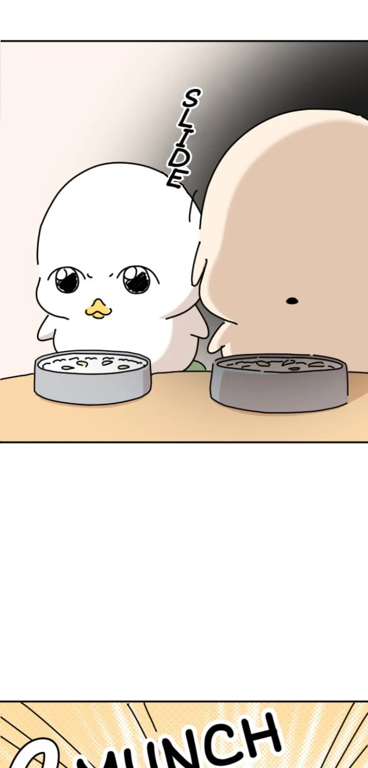 Ducks Are the Best!