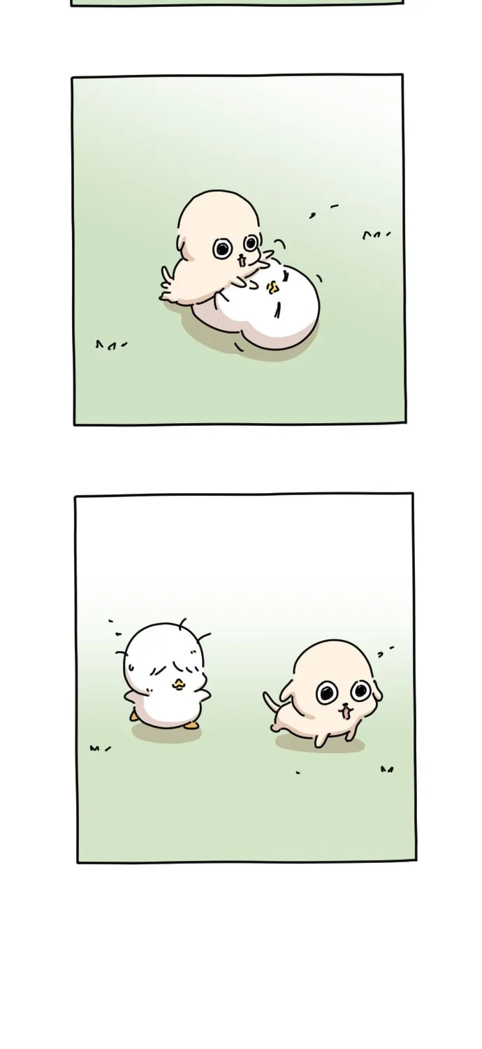 Ducks Are the Best!
