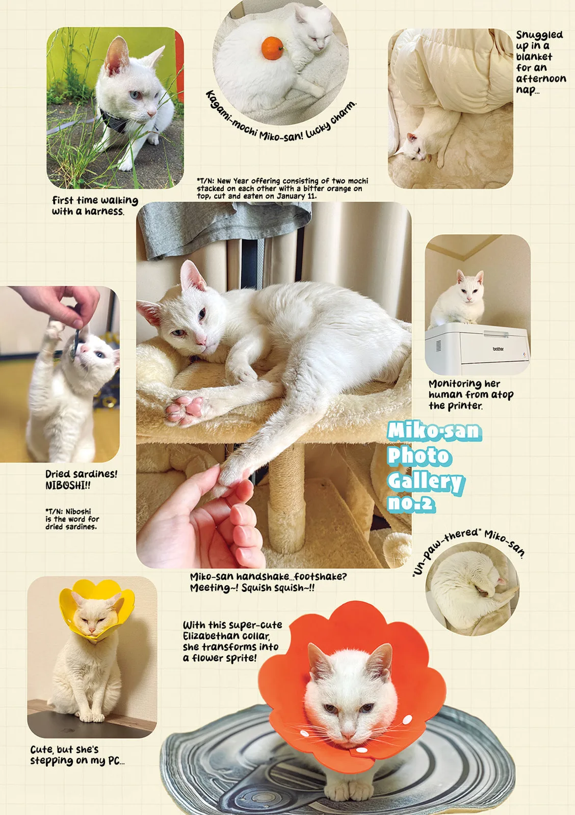 Miko, A White Cat That Wants To Be Loved, chapter 1.9, page 6